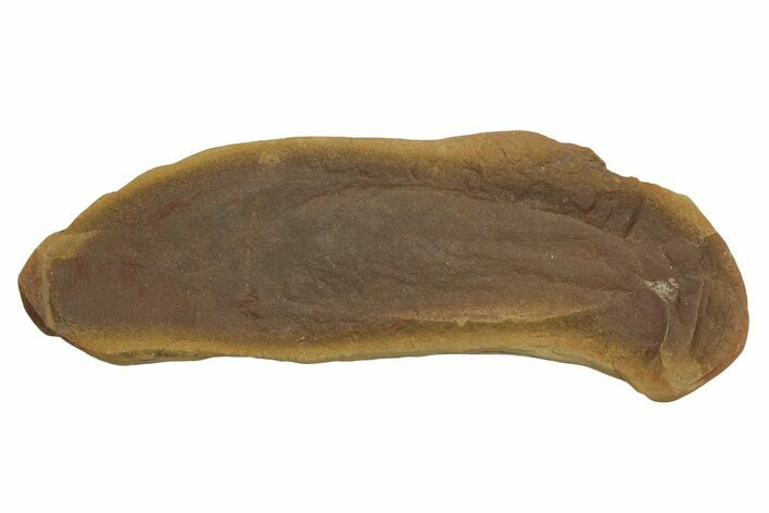 Tully Monster (Tullimonstrum) Nodule (Pos/Neg) - Mazon Creek #379384